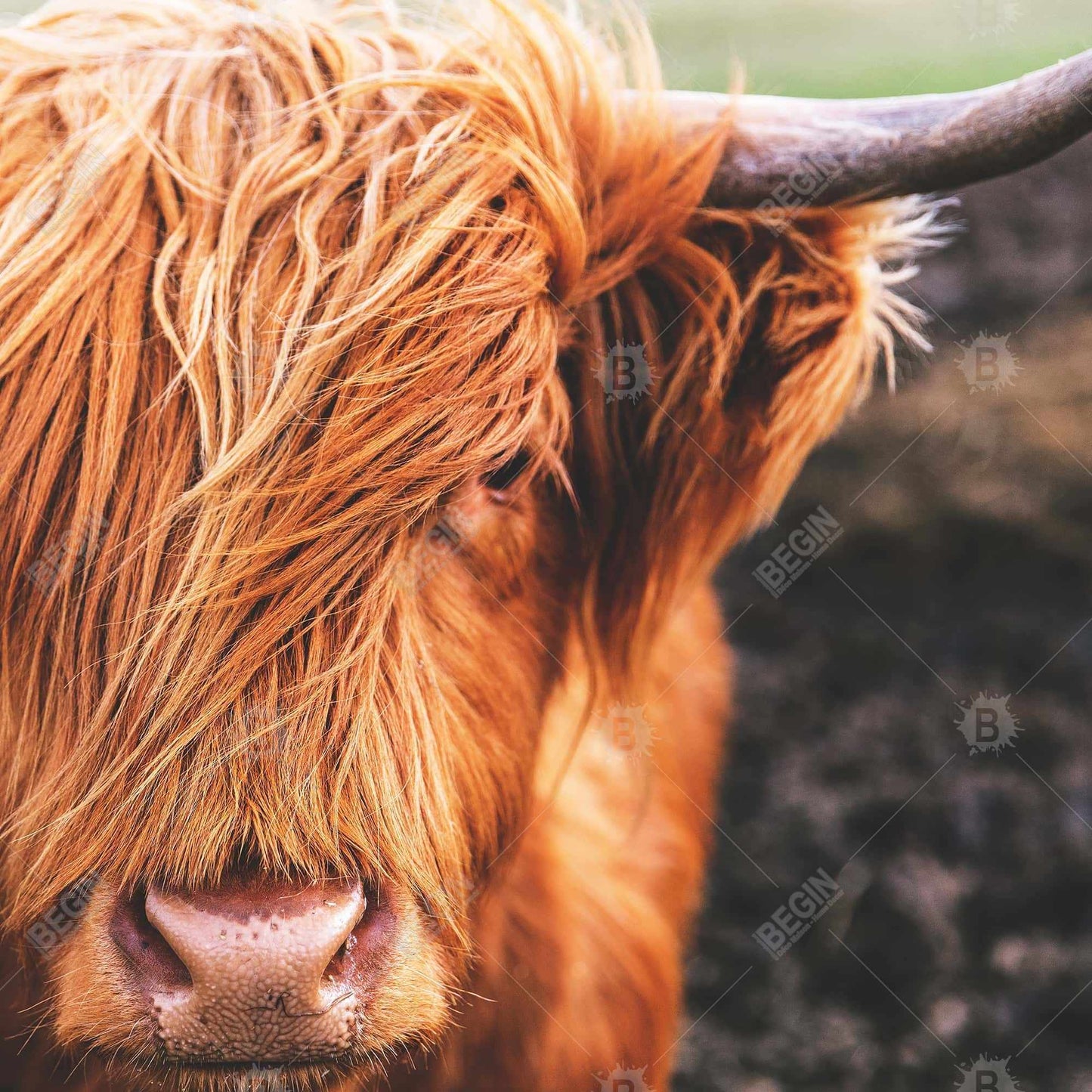 Portrait highland cow - 12x12 Print on canvas