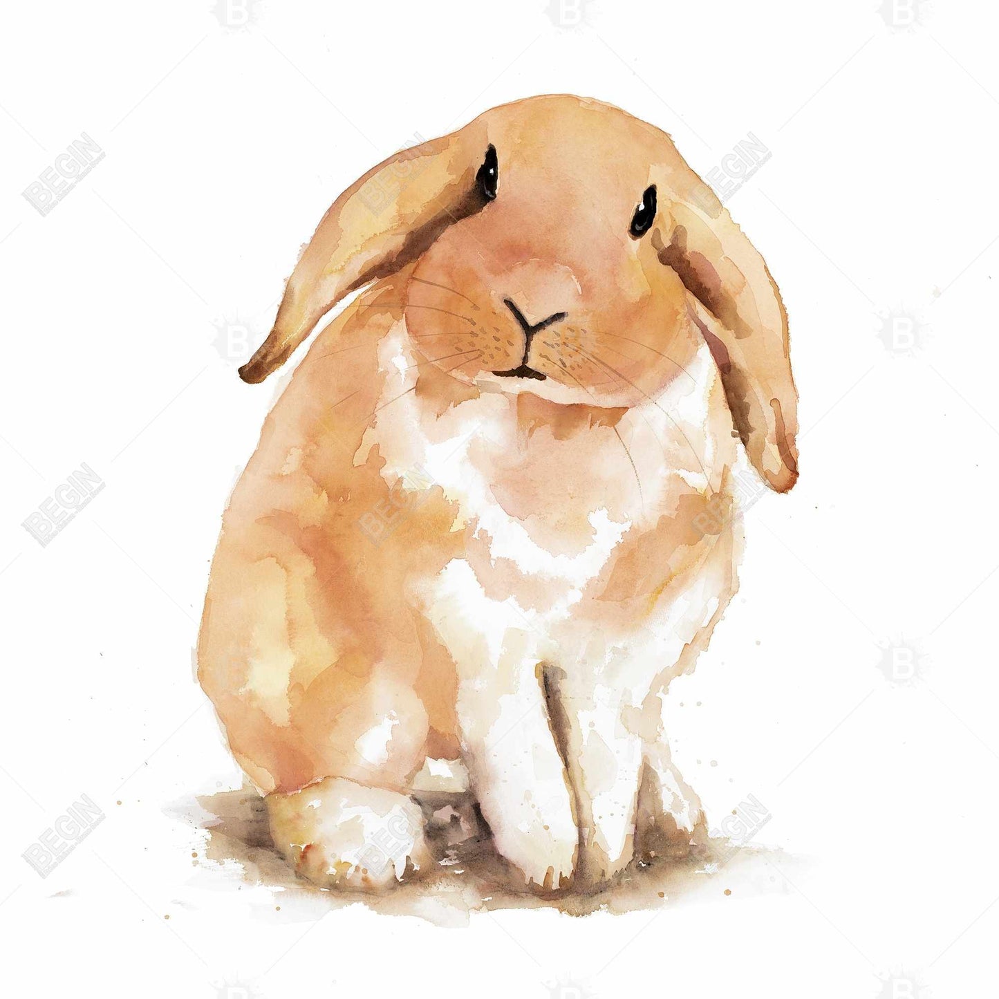 Lop-rabbit - 32x32 Print on canvas