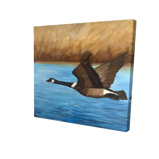 Canada goose - 32x32 Print on canvas