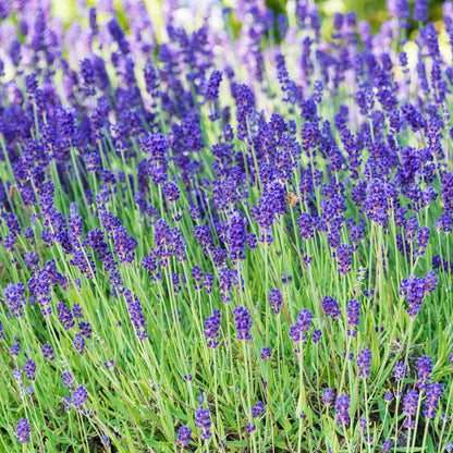 Lavender Goat's Milk Soap by Sister Bees