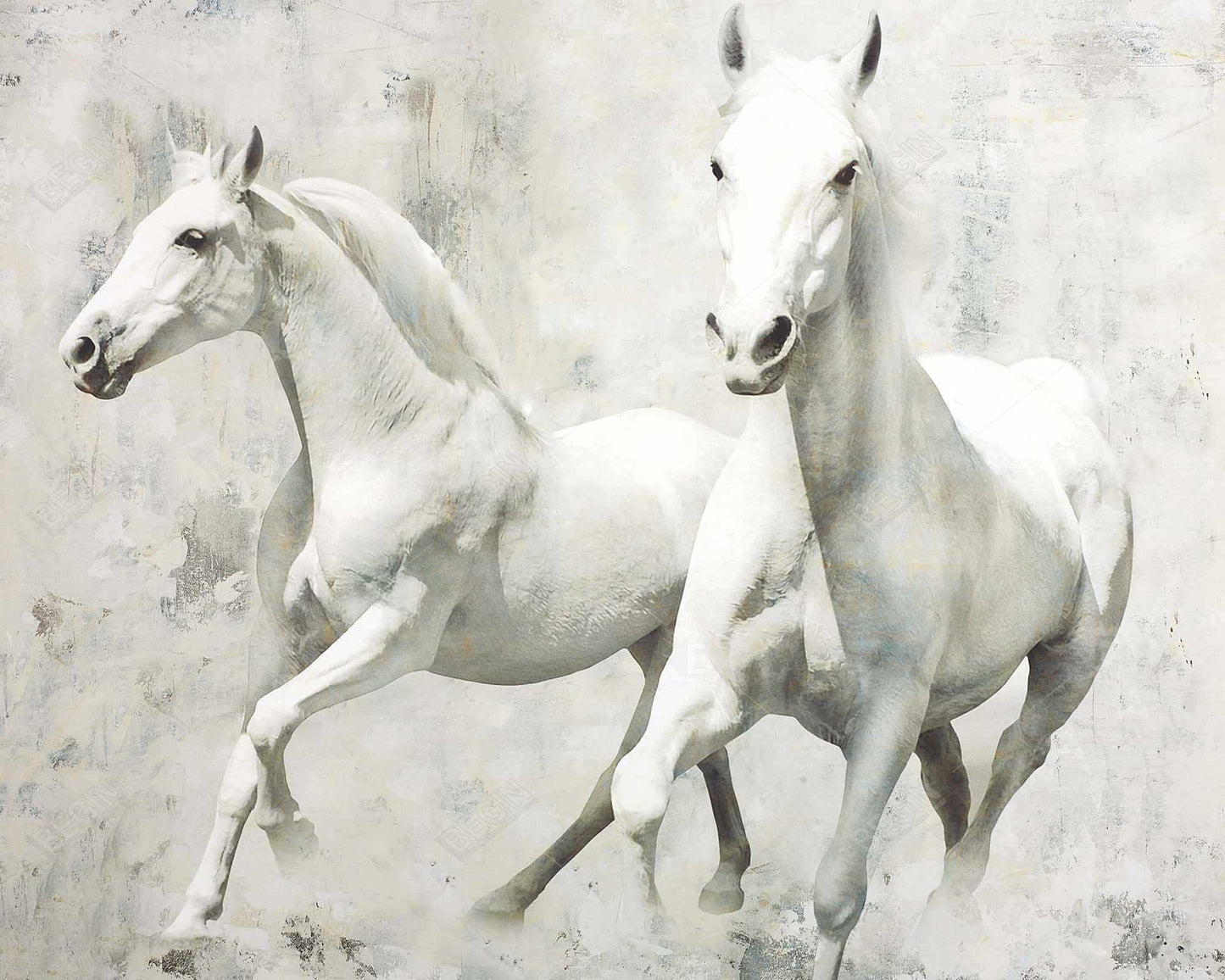 Two white horse running - 08x10 Print on canvas