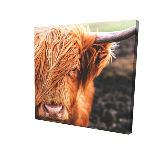 Portrait highland cow - 12x12 Print on canvas