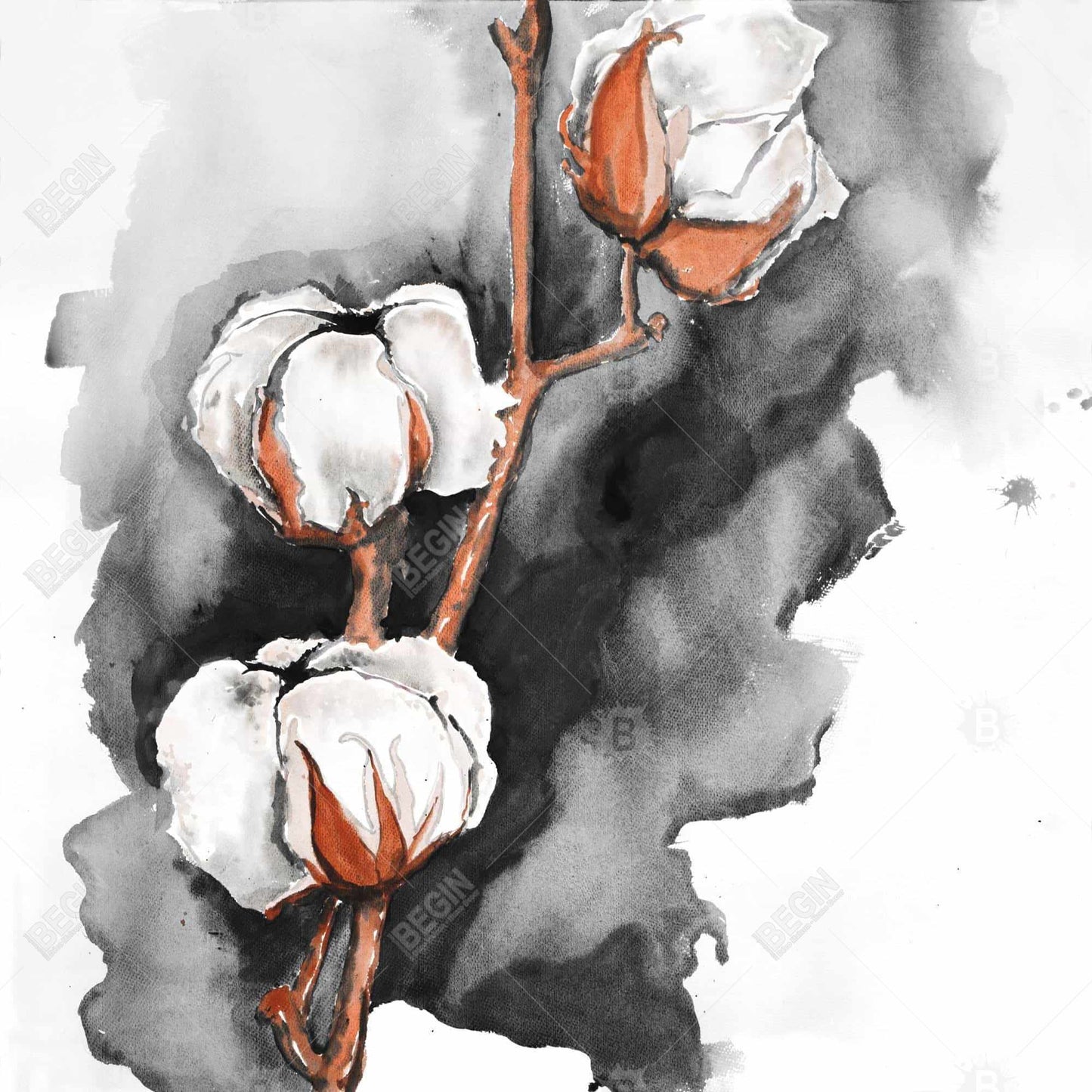 Cotton flowers on a black background - 16x16 Print on canvas