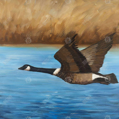 Canada goose - 32x32 Print on canvas