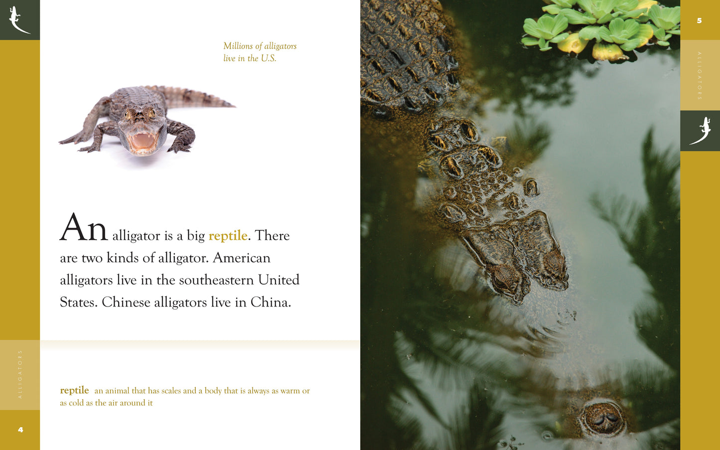 Amazing Animals - Classic Edition: Alligators by The Creative Company Shop