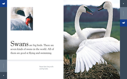 Amazing Animals - Classic Edition: Swans by The Creative Company Shop