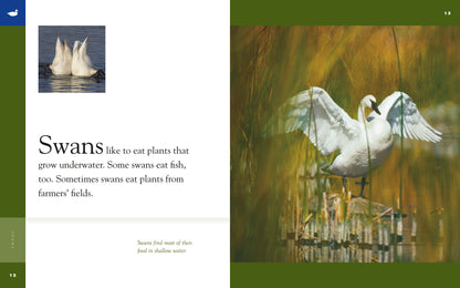 Amazing Animals - Classic Edition: Swans by The Creative Company Shop