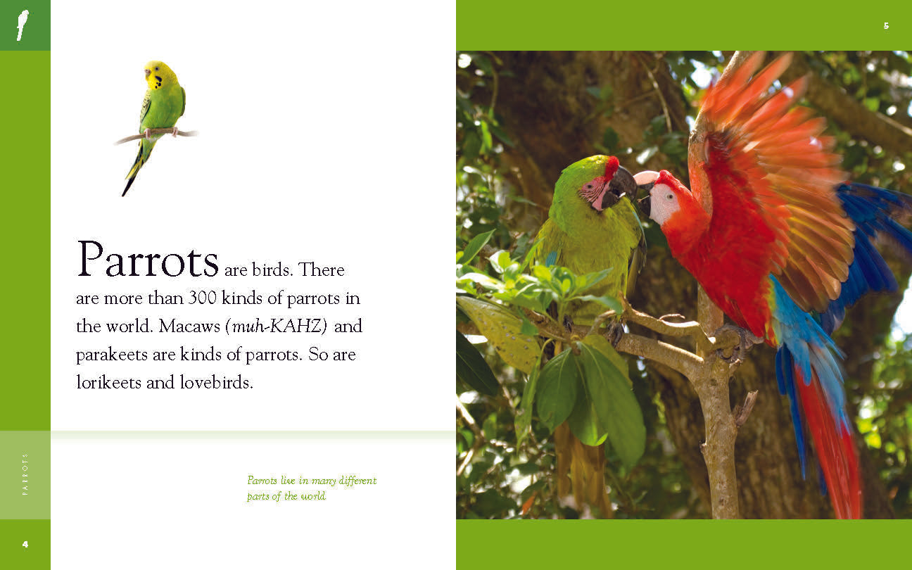 Amazing Animals - Classic Edition: Parrots by The Creative Company Shop