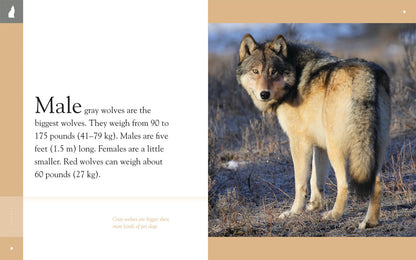 Amazing Animals - Classic Edition: Wolves by The Creative Company Shop