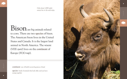 Amazing Animals - Classic Edition: Bison by The Creative Company Shop