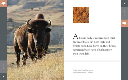 Amazing Animals - Classic Edition: Bison by The Creative Company Shop