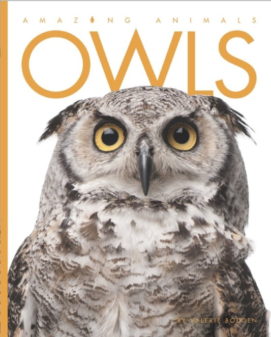 Amazing Animals - Classic Edition: Owls by The Creative Company Shop