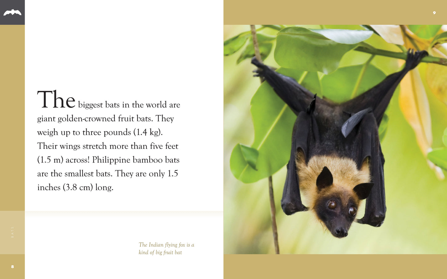 Amazing Animals - Classic Edition: Bats by The Creative Company Shop