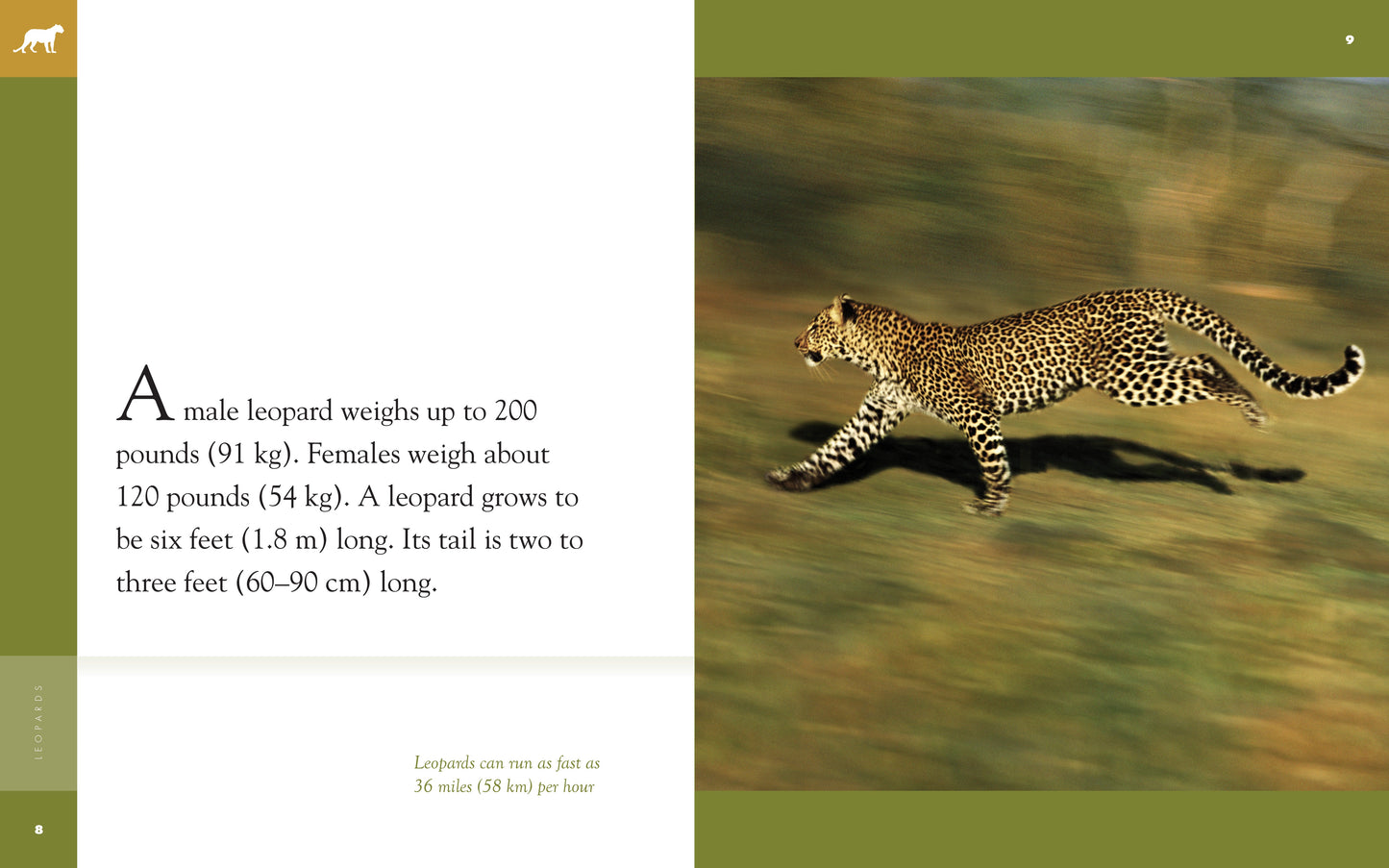 Amazing Animals - Classic Edition: Leopards by The Creative Company Shop