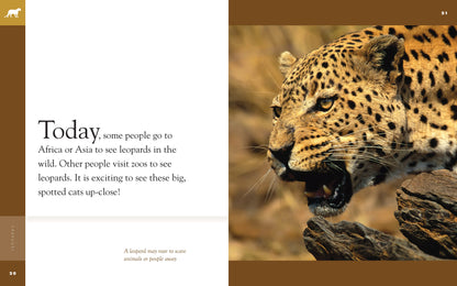 Amazing Animals - Classic Edition: Leopards by The Creative Company Shop