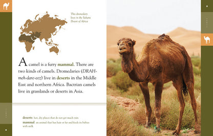 Amazing Animals - Classic Edition: Camels by The Creative Company Shop