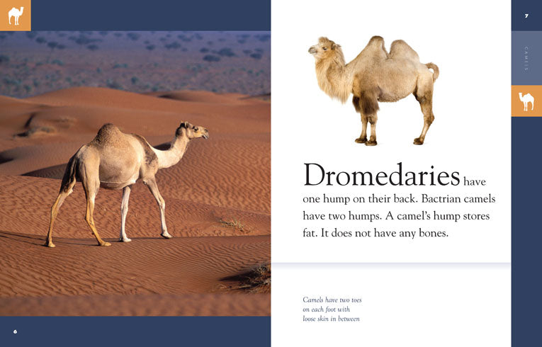 Amazing Animals - Classic Edition: Camels by The Creative Company Shop