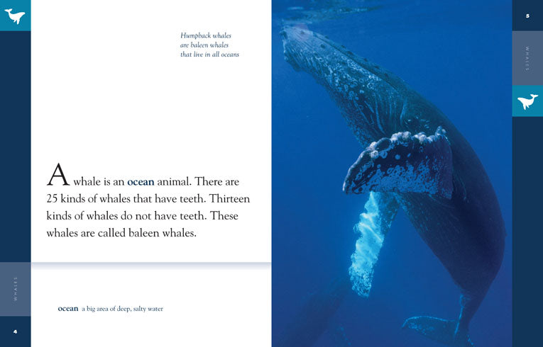 Amazing Animals - Classic Edition: Whales by The Creative Company Shop