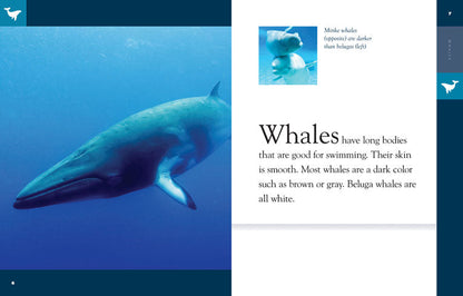 Amazing Animals - Classic Edition: Whales by The Creative Company Shop