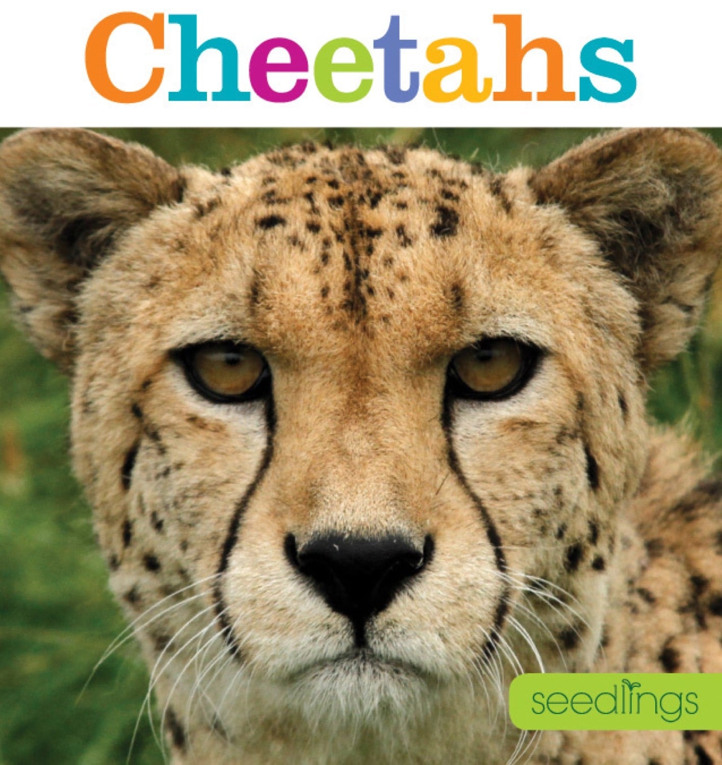 Seedlings: Cheetahs by The Creative Company Shop