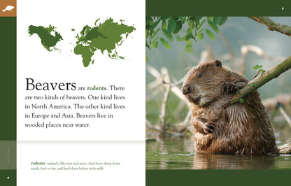 Amazing Animals - Classic Edition: Beavers by The Creative Company Shop