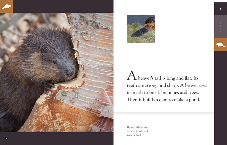 Amazing Animals - Classic Edition: Beavers by The Creative Company Shop