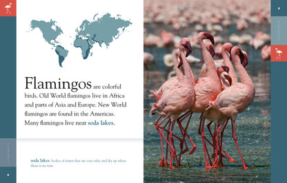 Amazing Animals - Classic Edition: Flamingos by The Creative Company Shop