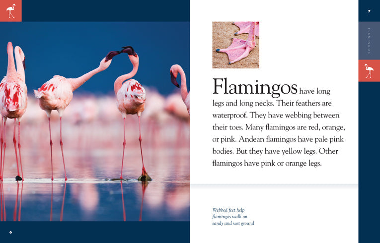 Amazing Animals - Classic Edition: Flamingos by The Creative Company Shop