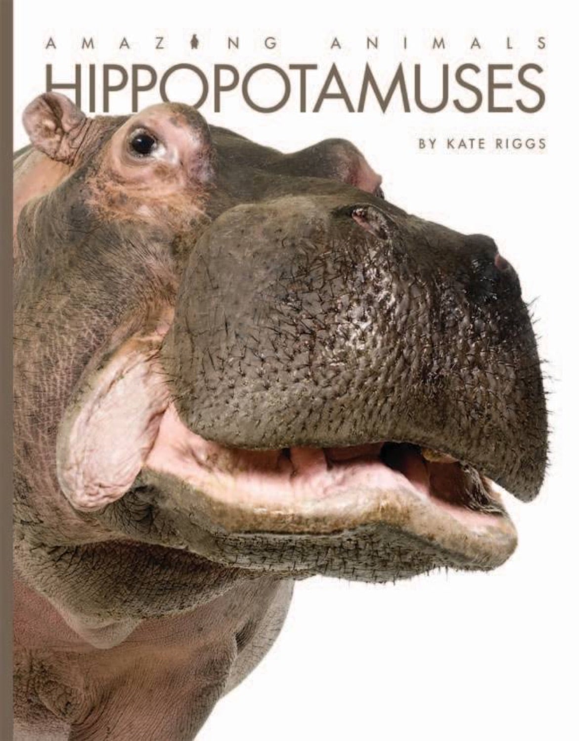 Amazing Animals - Classic Edition: Hippopotamuses by The Creative Company Shop