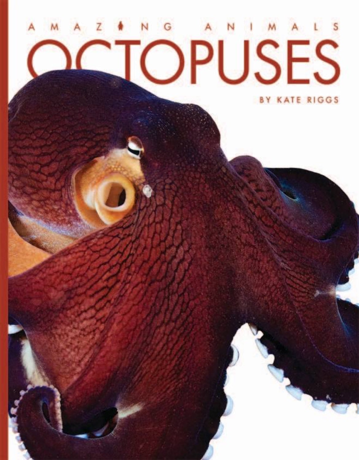 Amazing Animals - Classic Edition: Octopuses by The Creative Company Shop