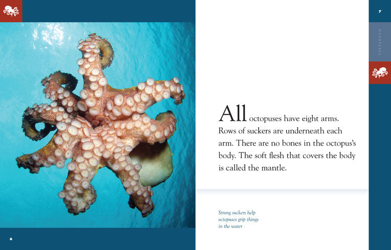 Amazing Animals - Classic Edition: Octopuses by The Creative Company Shop