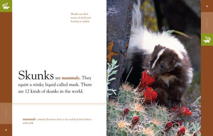 Amazing Animals - Classic Edition: Skunks by The Creative Company Shop