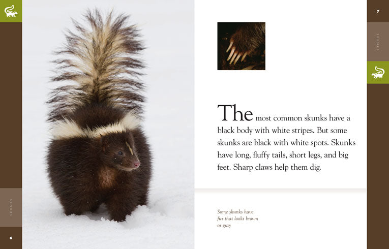 Amazing Animals - Classic Edition: Skunks by The Creative Company Shop