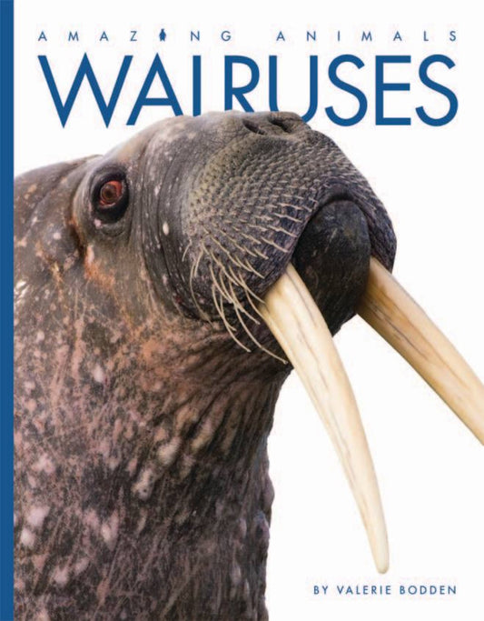 Amazing Animals - Classic Edition: Walruses by The Creative Company Shop