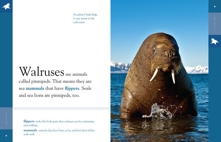 Amazing Animals - Classic Edition: Walruses by The Creative Company Shop