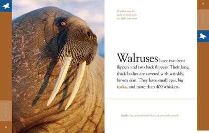 Amazing Animals - Classic Edition: Walruses by The Creative Company Shop