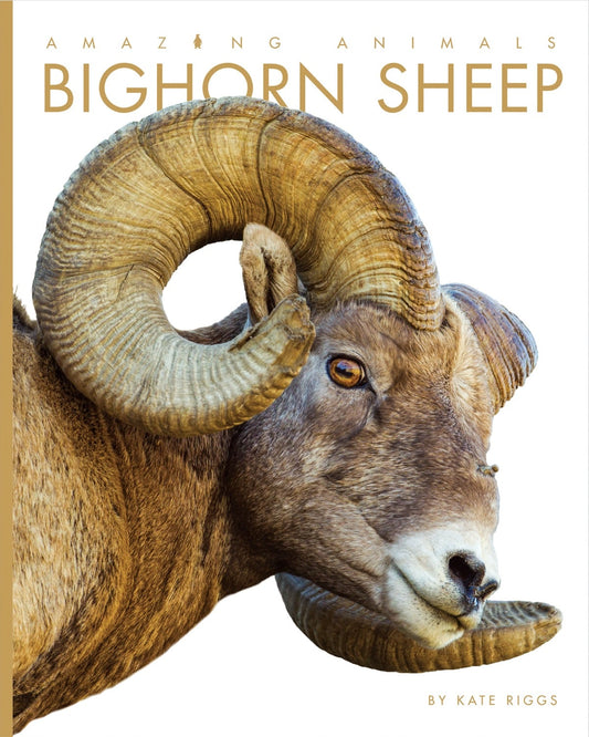 Amazing Animals - Classic Edition: Bighorn Sheep by The Creative Company Shop
