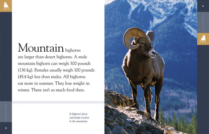 Amazing Animals - Classic Edition: Bighorn Sheep by The Creative Company Shop