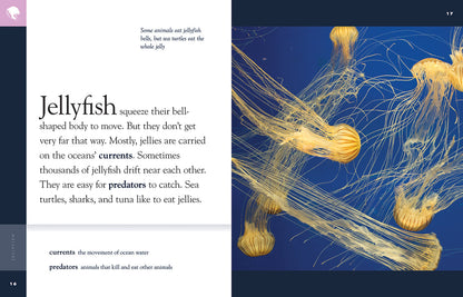 Amazing Animals - Classic Edition: Jellyfish by The Creative Company Shop