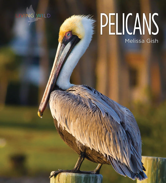 Living Wild - Classic Edition: Pelicans by The Creative Company Shop