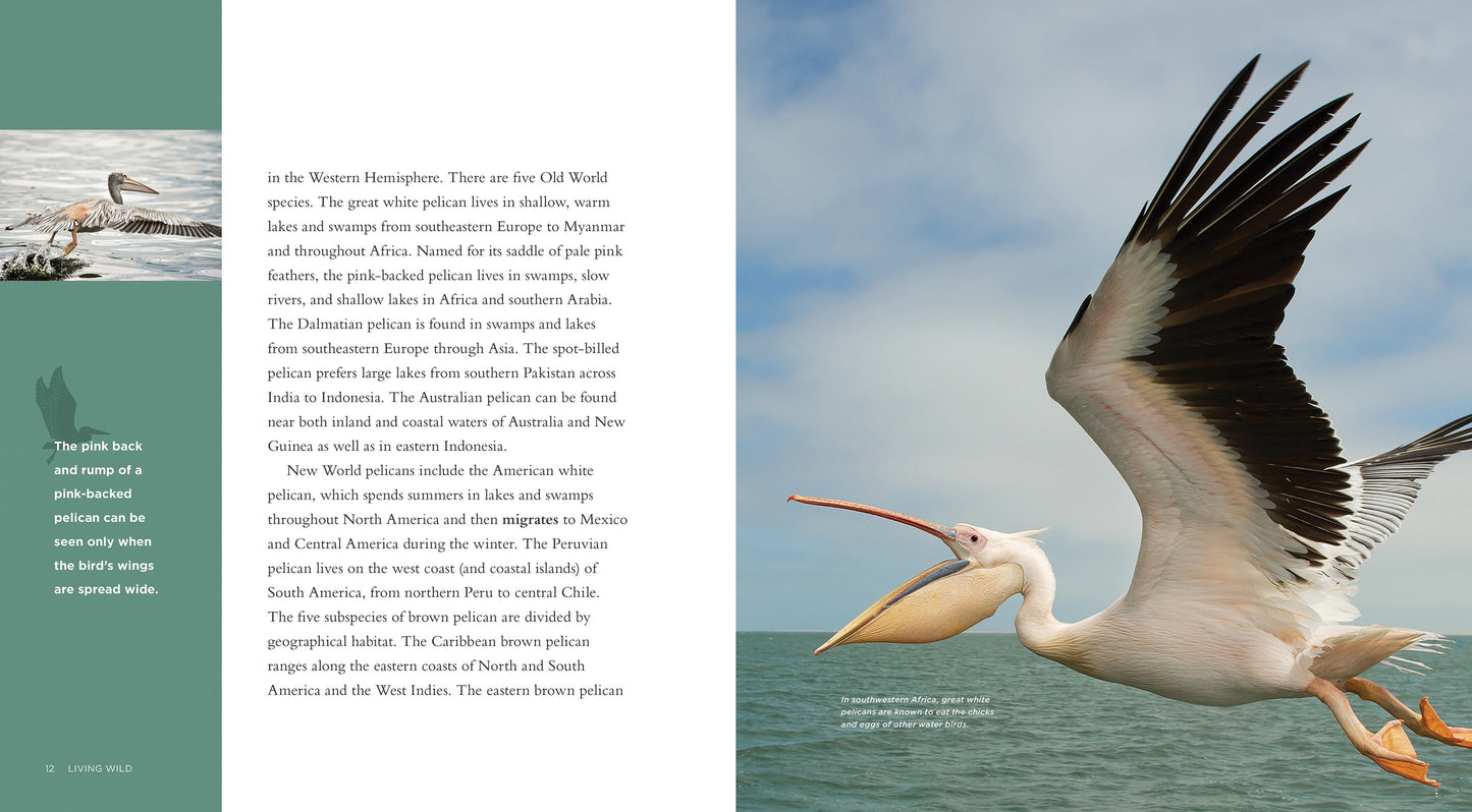 Living Wild - Classic Edition: Pelicans by The Creative Company Shop