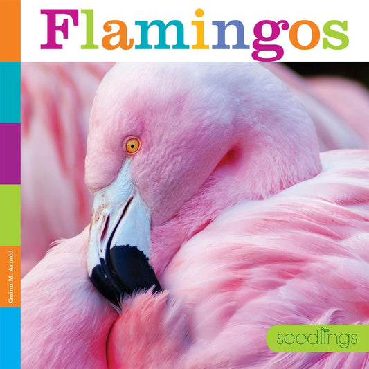 Seedlings: Flamingos by The Creative Company Shop