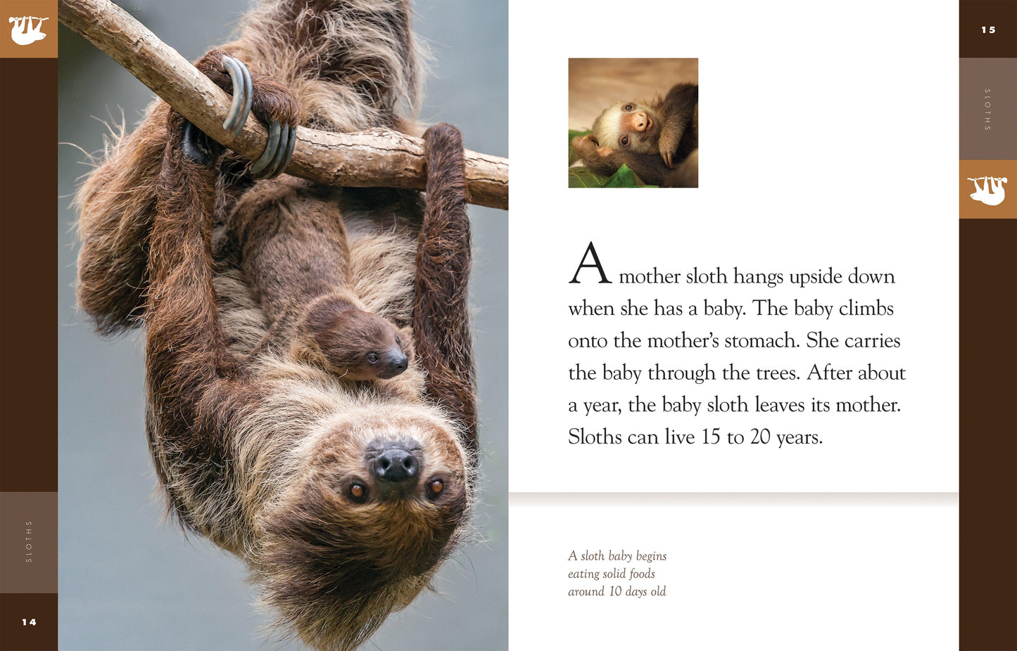 Amazing Animals - Classic Edition: Sloths by The Creative Company Shop