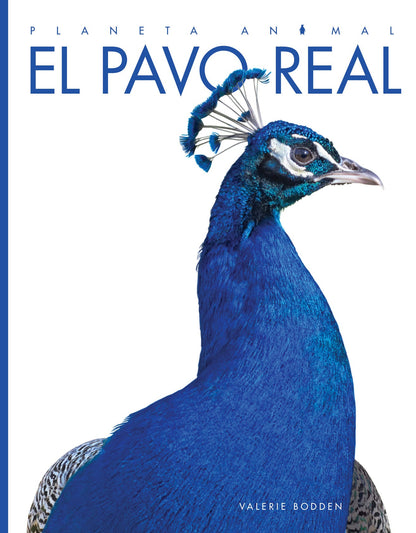 Planeta animal - Classic Edition: El pavo real by The Creative Company Shop