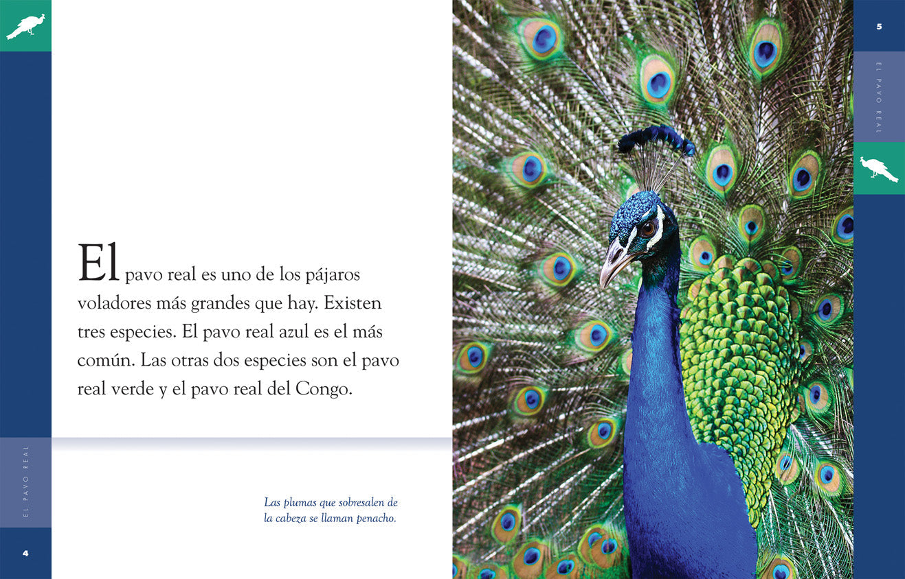 Planeta animal - Classic Edition: El pavo real by The Creative Company Shop