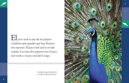 Planeta animal - Classic Edition: El pavo real by The Creative Company Shop