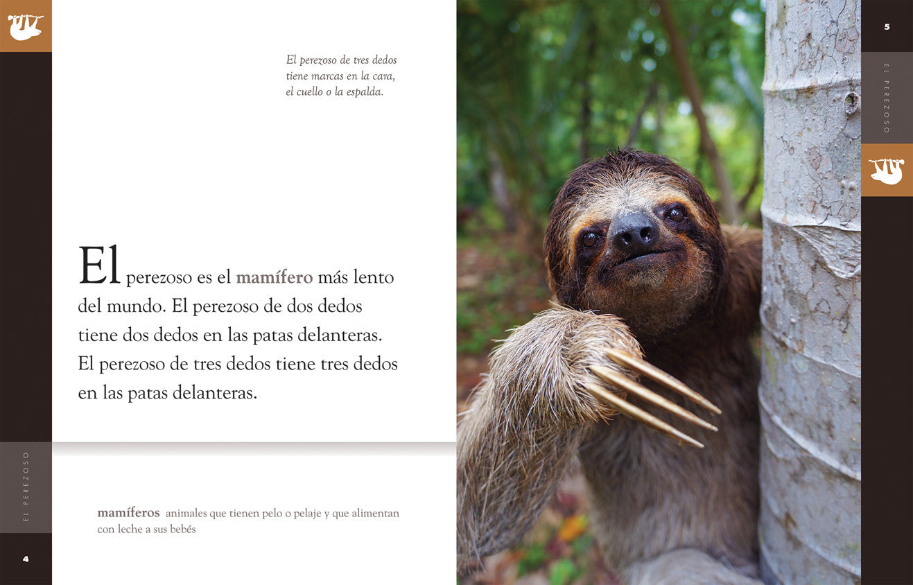 Planeta animal - Classic Edition: El perezoso by The Creative Company Shop
