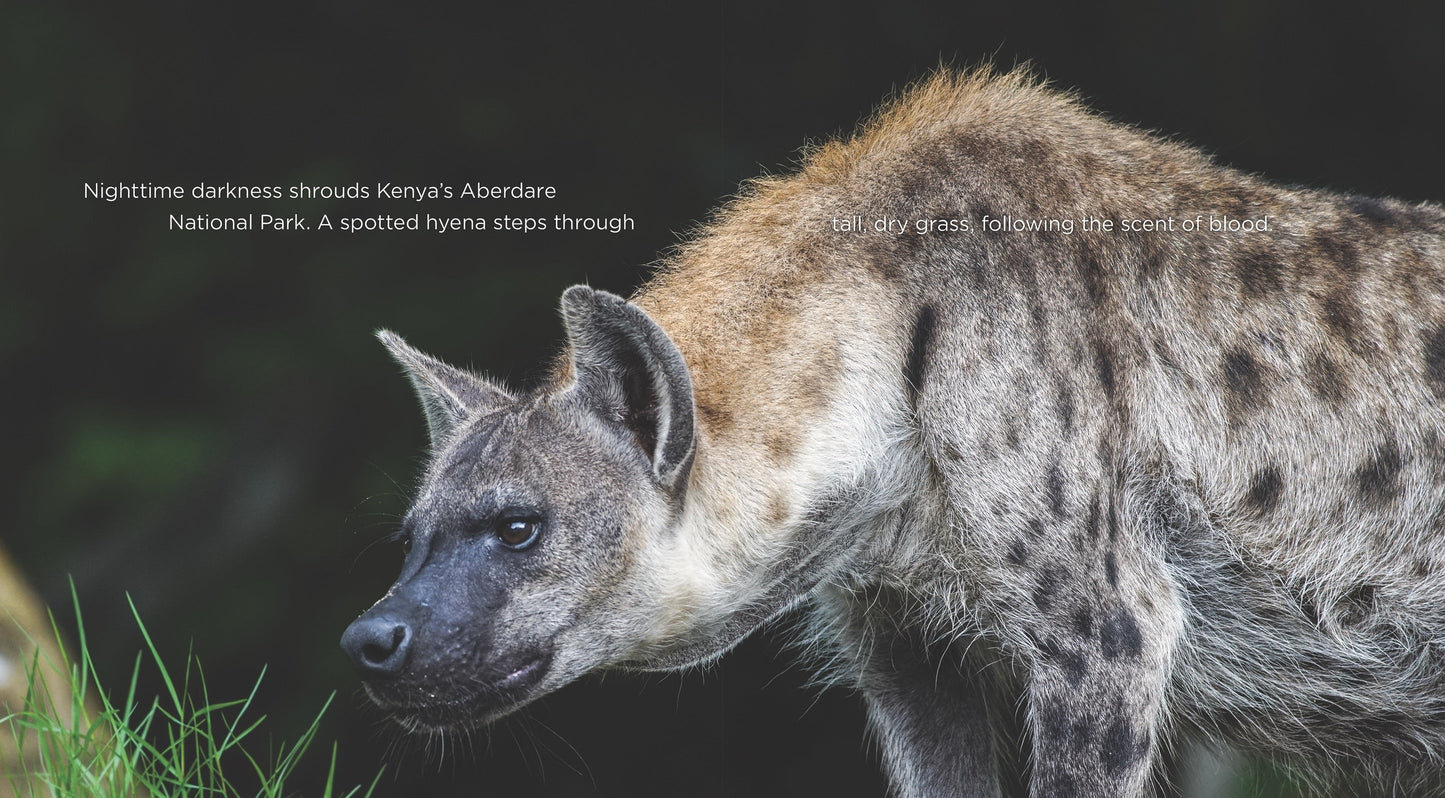 Living Wild - Classic Edition: Hyenas by The Creative Company Shop