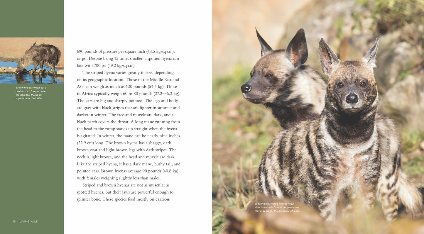 Living Wild - Classic Edition: Hyenas by The Creative Company Shop