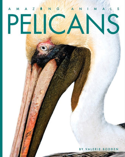 Amazing Animals - Classic Edition: Pelicans by The Creative Company Shop